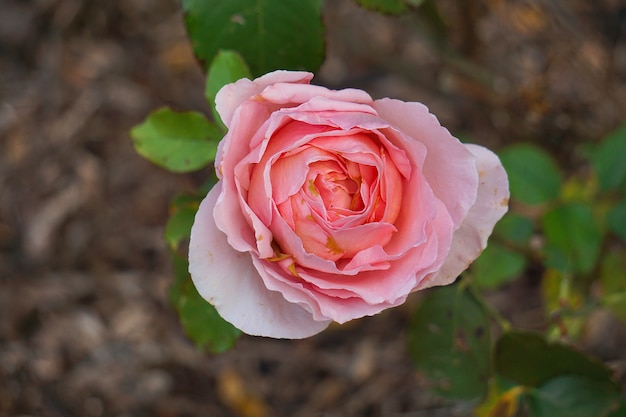 Romantic pink rose in garden | Premium Photo