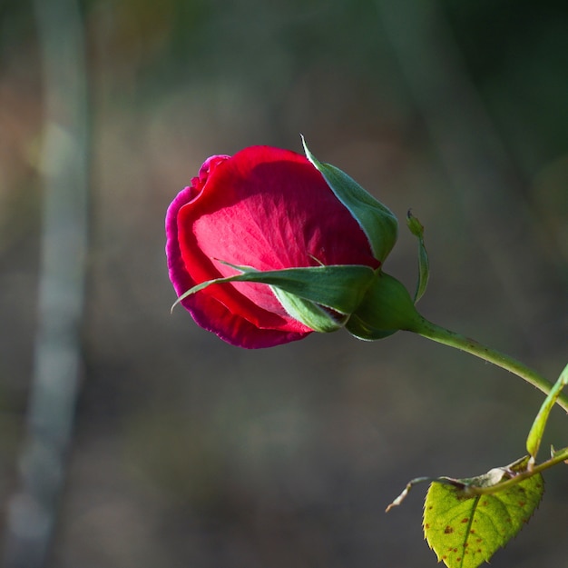 Premium Photo | Romantic red rose in garden