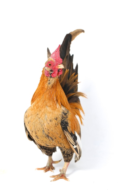 Premium Photo | Rooster bantam chicken on white