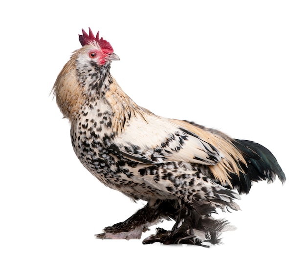 Premium Photo | Rooster booted bantam on a white isolated