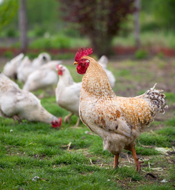 Premium Photo | Rooster and chickens. free range cock and hens.