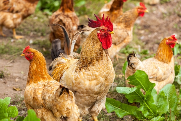 Premium Photo | Rooster and hen in the village, rooster live yard ...