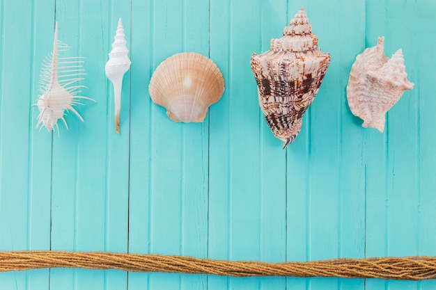 seashell loop