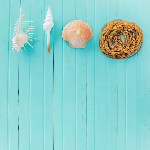 seashell loop