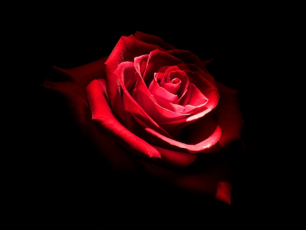 Rose in dark | Premium Photo