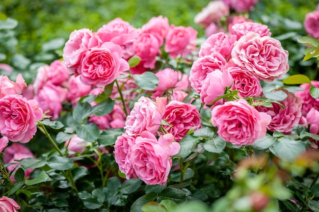 背景のバラの花ぼやけたピンクのバラはバラの庭に花を咲かせます 自然 プレミアム写真