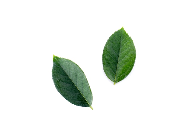 Premium Photo Rose Leaves On A White Background