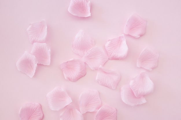 Rose petals on pink background Photo | Free Download