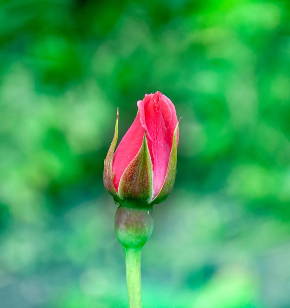 Premium Photo | Rosebud on a green background closeup