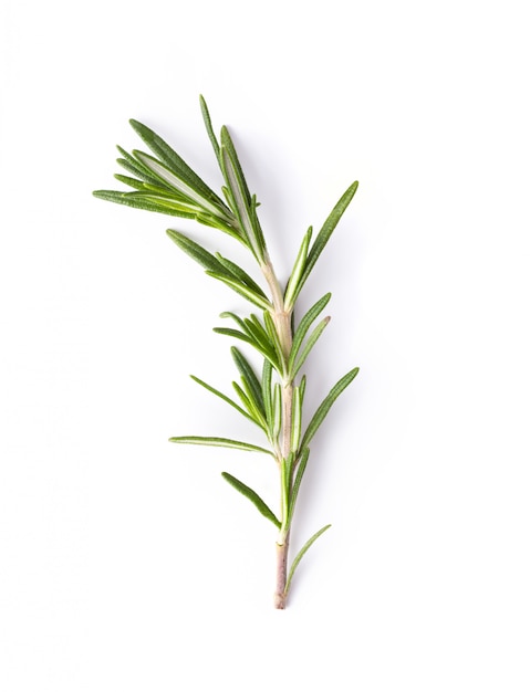 Premium Photo | Rosemary isolated