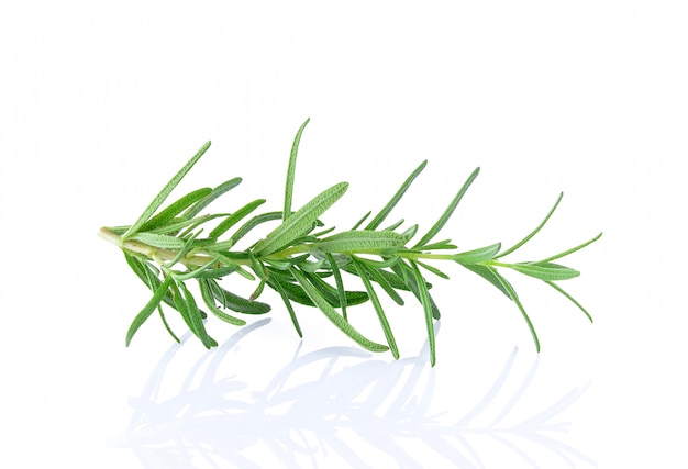 Premium Photo | Rosemary on white background