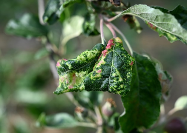 バラ色のリンゴアブラムシ Dysaphisplantaginea 植物病 春の影響を受けた葉の詳細 プレミアム写真