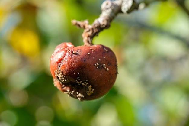 Premium Photo | Rotten apple hanging on tree