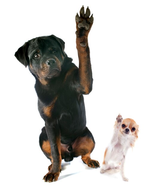 Rottweiler and chihuahua Photo Premium Download