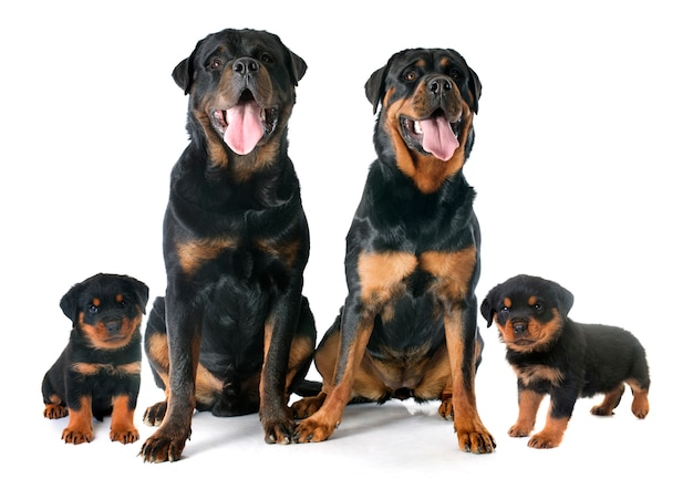 Premium Photo | Rottweilers family in studio