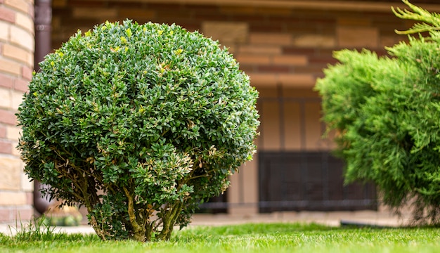 芝生の上のツゲの木の茂み 常緑植物 景観デザイン プレミアム写真