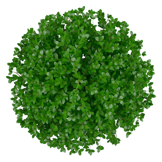 round-plant-photo-free-download