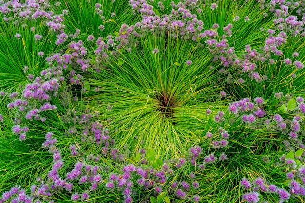 long green stem purple flower
