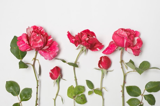 Free Photo | Row of beautiful red flowers