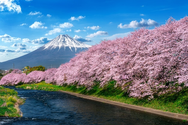 Row of cherry blossoms and fuji mountain in spring, shizuoka in japan. Free Photo
