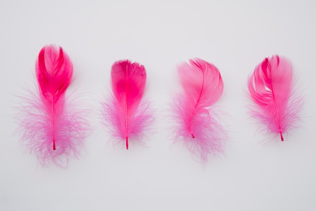 Row of gentle pink feathers Free Photo