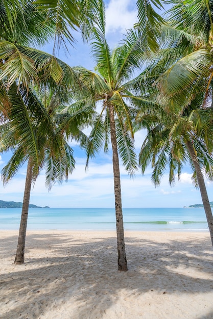 ビーチのココナッツ椰子の木の列背景や壁紙のエキゾチックな熱帯のビーチの風景 プレミアム写真
