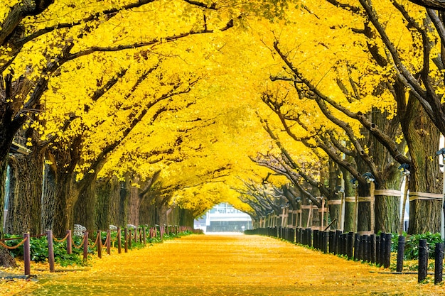 秋の黄色い銀杏の木の列 東京の秋の公園 無料の写真