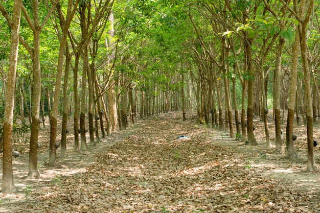 Premium Photo | Row of para rubber tree