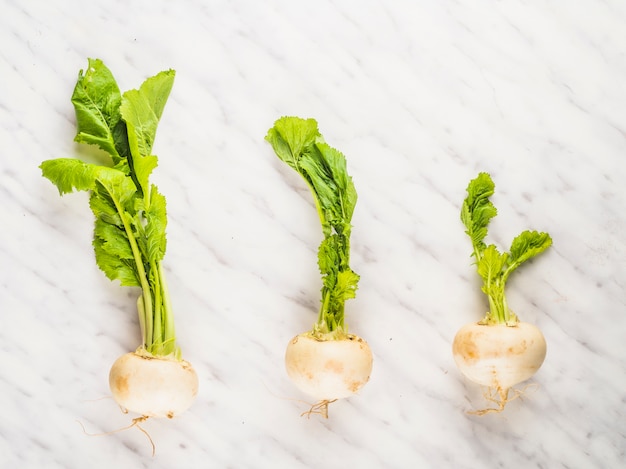 Row of turnip vegetables on marble backdrop