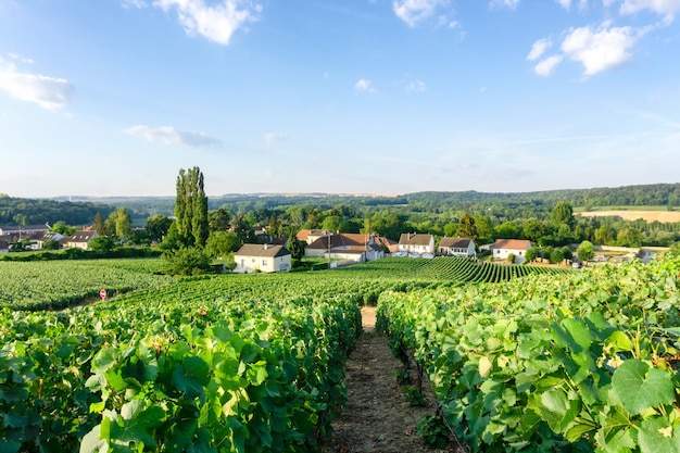 Premium Photo | Row vine grape in champagne vineyards at montagne de ...