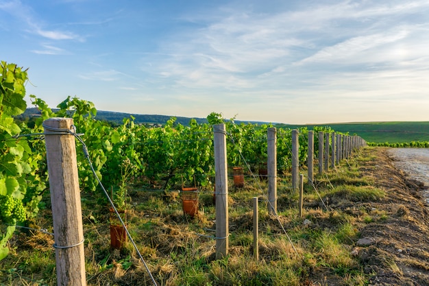 Row Vine Grape In Champagne Vineyards At Montagne De Reims