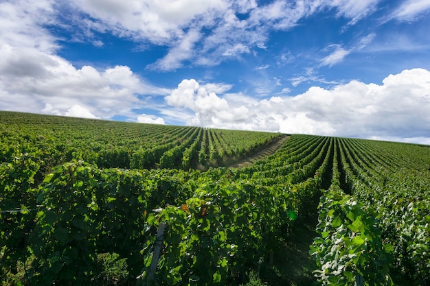 Premium Photo | Row vine grape in champagne vineyards at montagne de ...