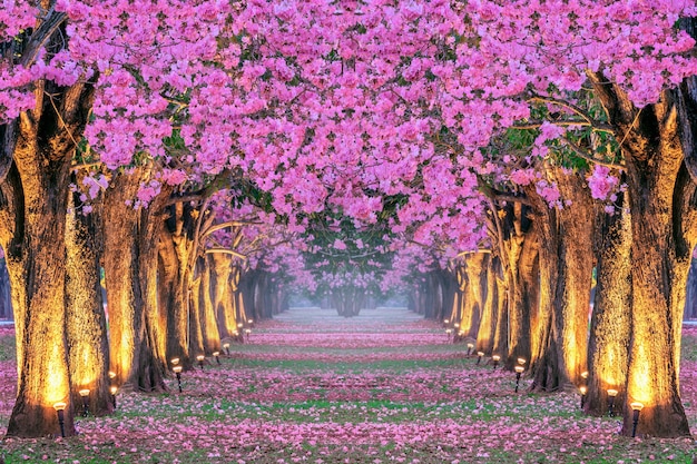 美しいピンクの花の木の列 無料の写真