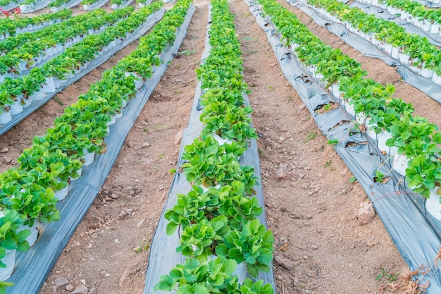 Free Photo | Rows of strawberry.