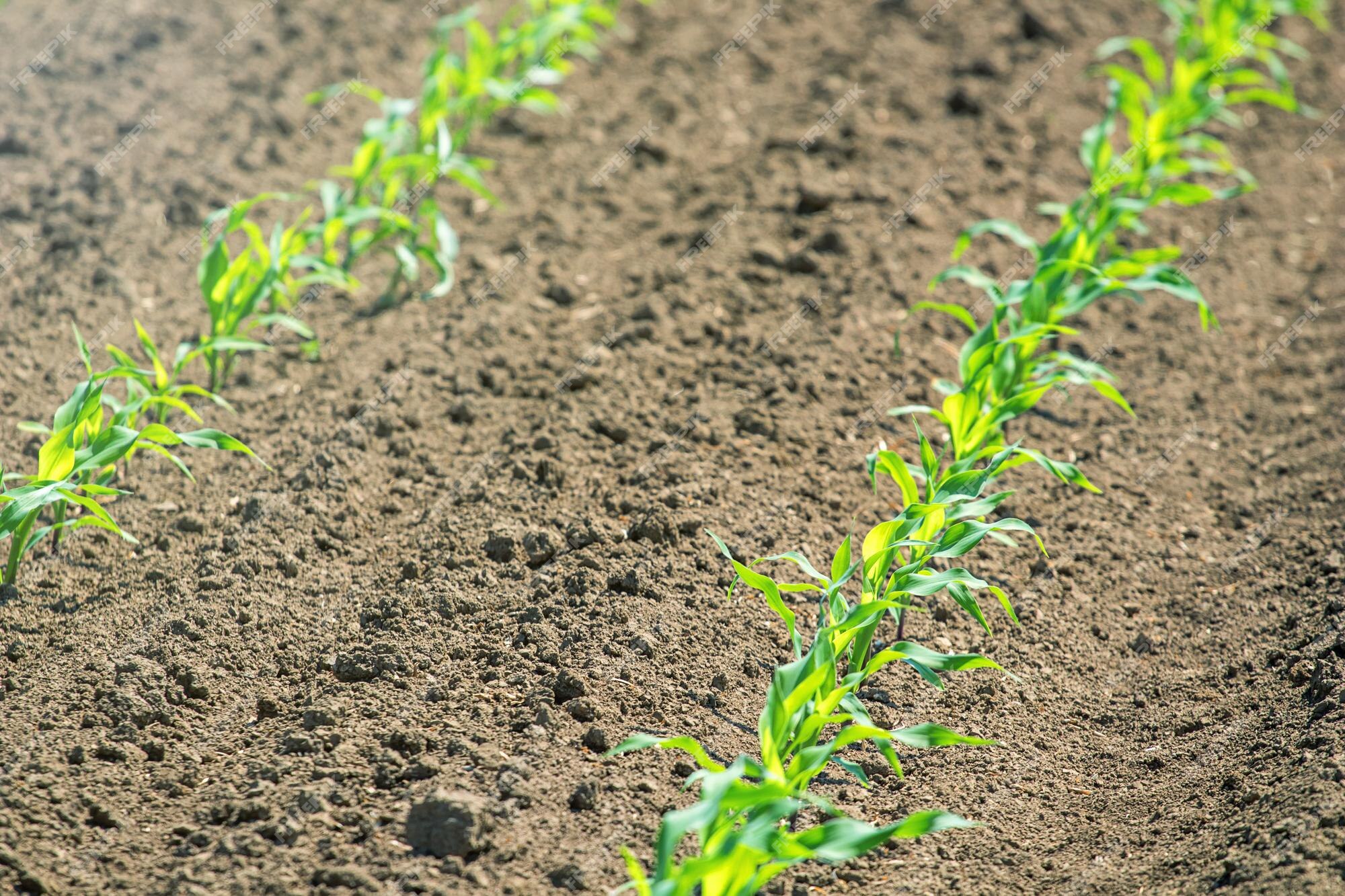 premium-photo-rows-of-young-green-corn-plants-corn-seedling-on-the