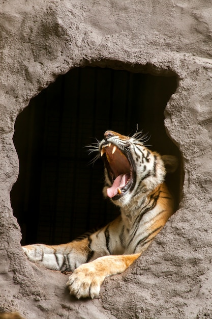 Korolevskij Bengalskij Tigr Panthera Tigris Tigris Premium Foto