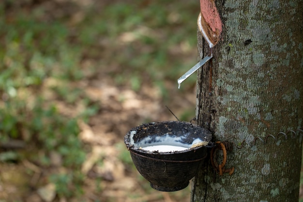 Premium Photo | Rubber latex is a natural raw material that has not ...