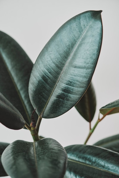 Free Photo | Rubber plant leaves on gray background
