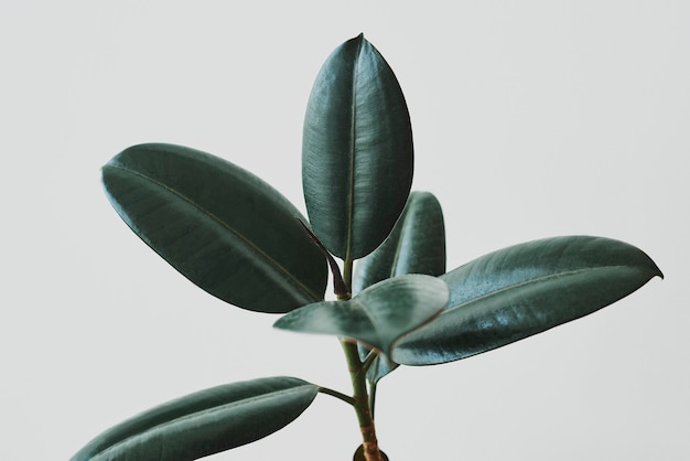 Free Photo | Rubber plant leaves on gray background