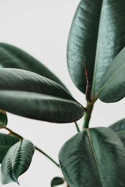 Free Photo | Rubber plant leaves on gray background