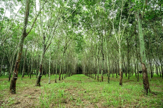 Rubber tree forest, rubber latex extracted from rubber tree, harvest in ...