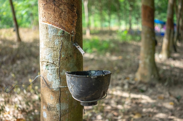 Premium Photo | Rubber tree (hevea brasiliensis) produces latex.