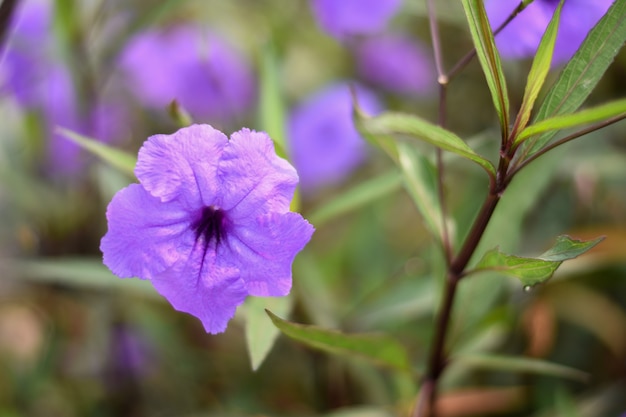 Ruellia tuberosa purple flowers with green leaves background, natural ...