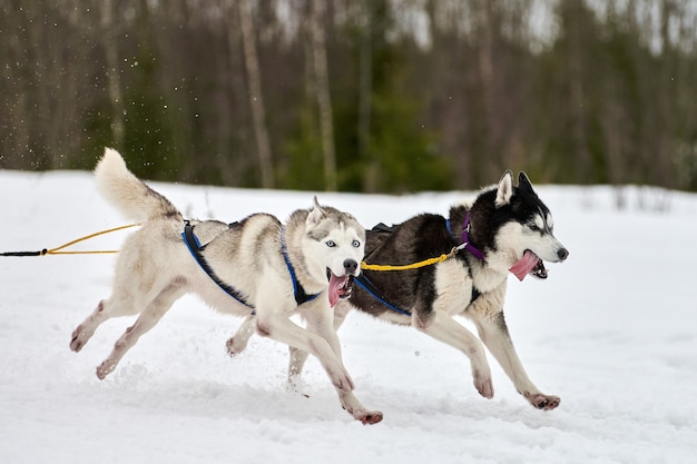 Premium Photo Running Husky Dog On Sled Dog Racing Winter Dog Sport