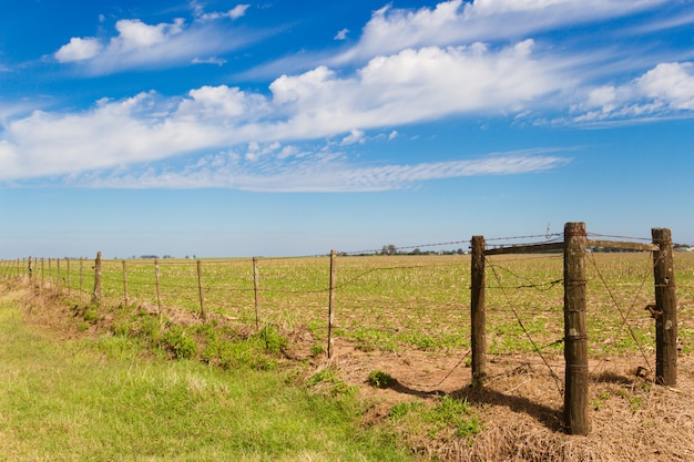 Premium Photo | Rural landscape with lambrado of the argentine countryside