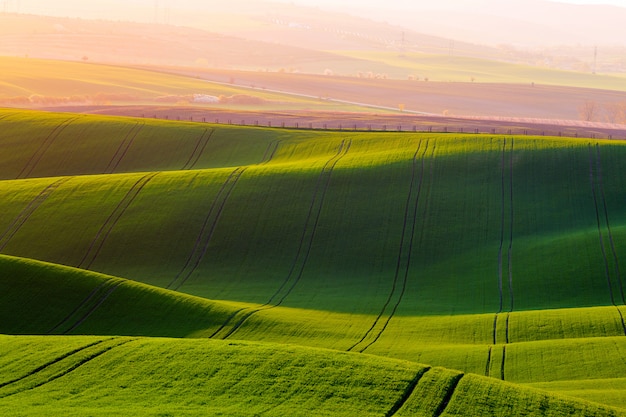 Rural spring agriculture texture background. green waves ...