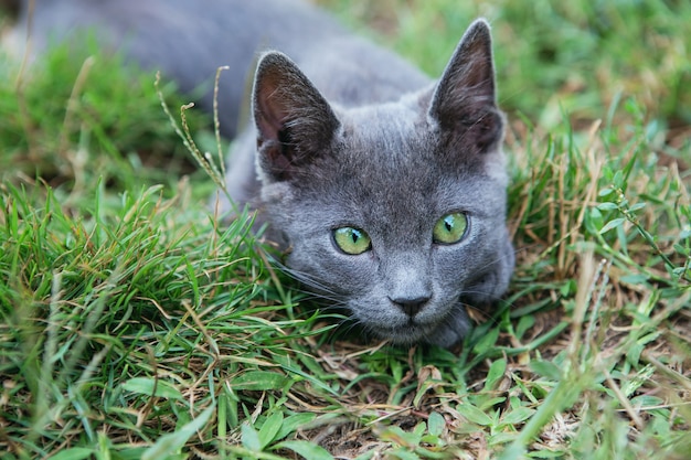 ロシアの青猫 小さな灰色の緑色の目の血統の子猫が緑の芝生に座っています プレミアム写真