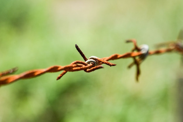 rusty barbed wire