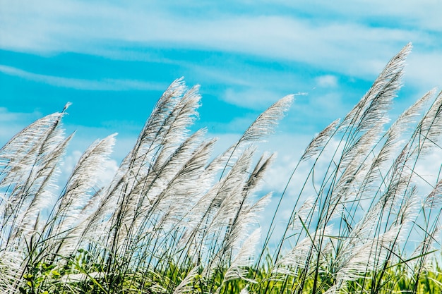 premium photo saccharum spontaneum in the wind blue sky background https www freepik com profile preagreement getstarted 2743230