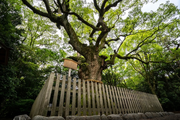 熱田神社の神聖な木 塚崎の巨大な樟脳の木は1300歳です プレミアム写真